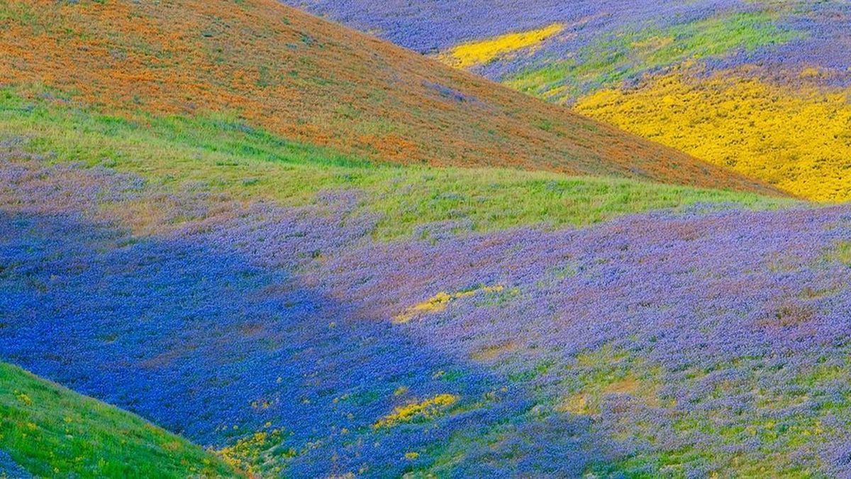 Wildflower Bloom