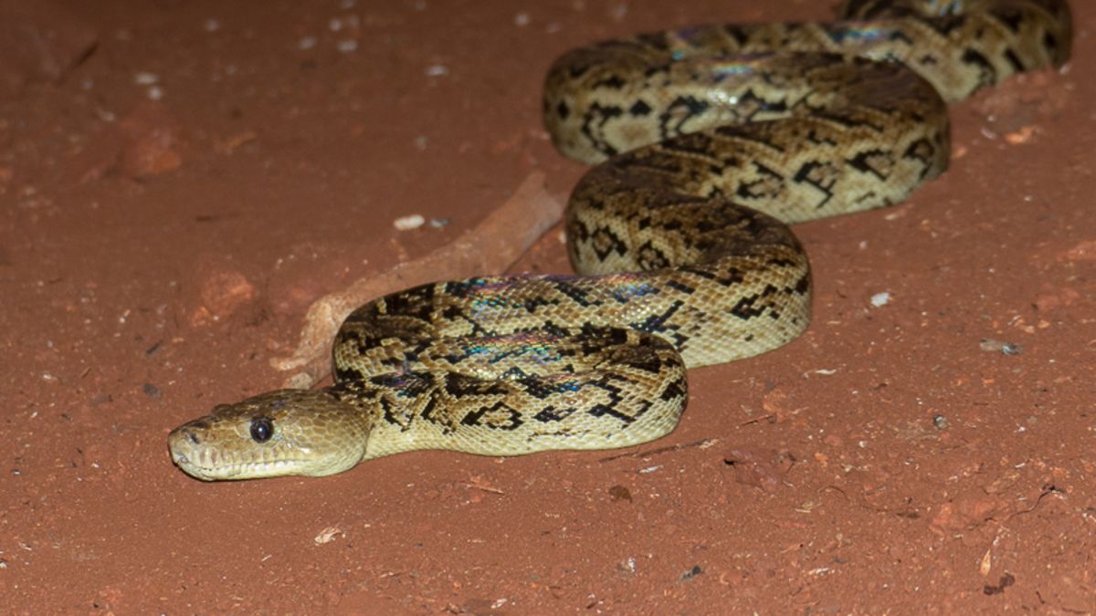 Wait, what? Scientists discover snakes that hunt in packs | CNN