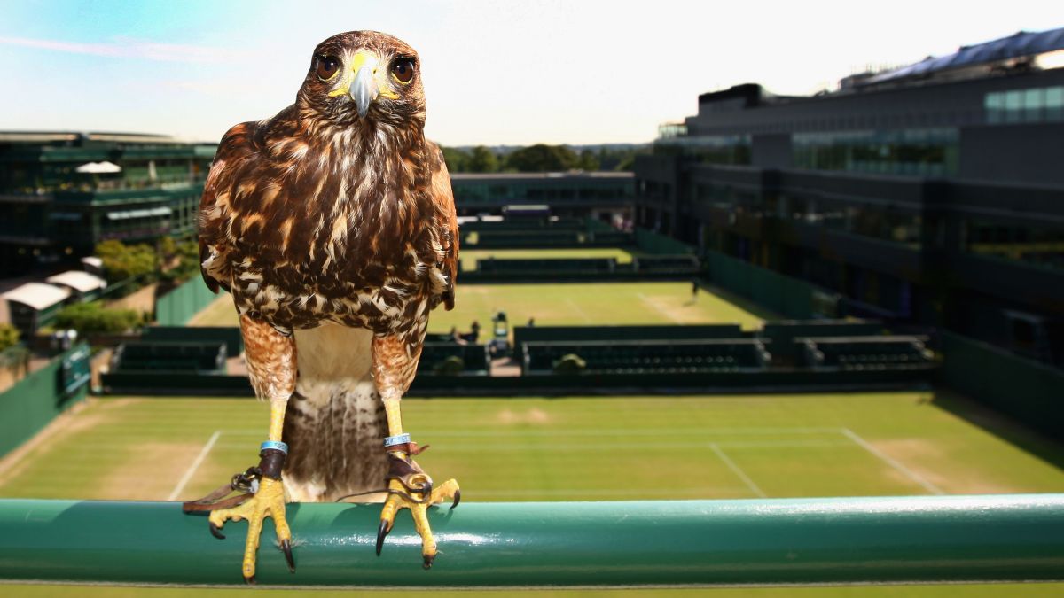 Wimbledon Why Rufus The Hawk Rules The Roost On Centre