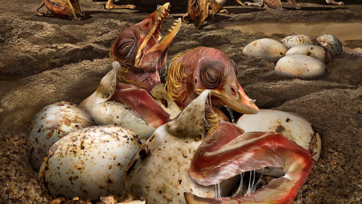 Pterosaur eggs help reveal the early life of flying reptiles