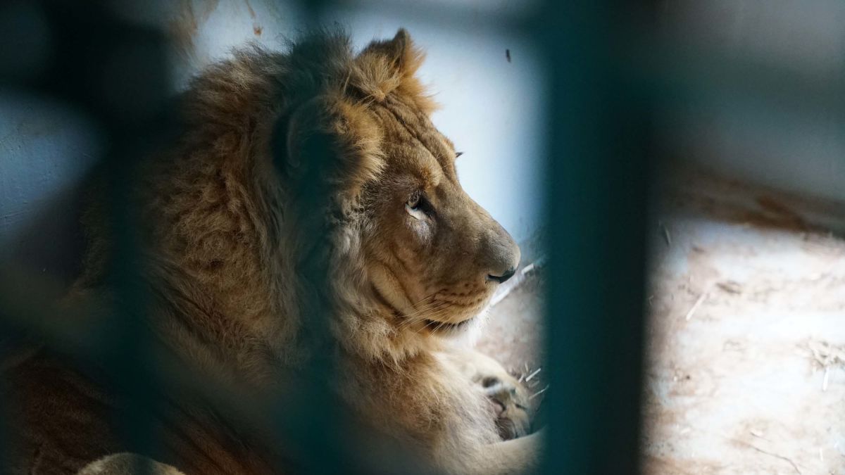 An Unlikely Home for Rescued Lions, Tigers, and Bears