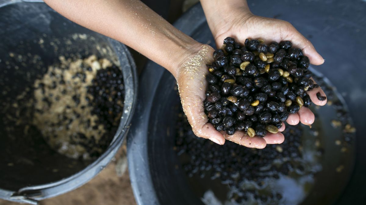 elephant poop coffee cost