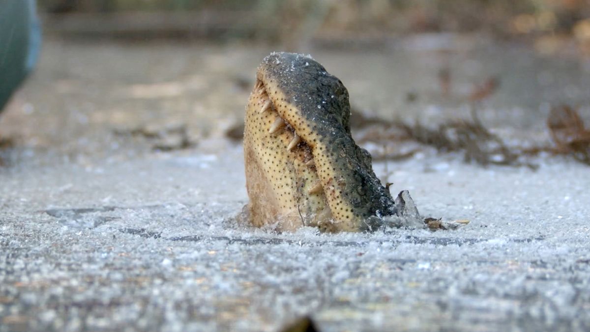 huiselijk Isoleren Roeispaan Alligators freeze snouts in ice to stay alive | CNN
