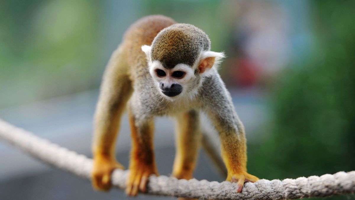 pic of a monkey