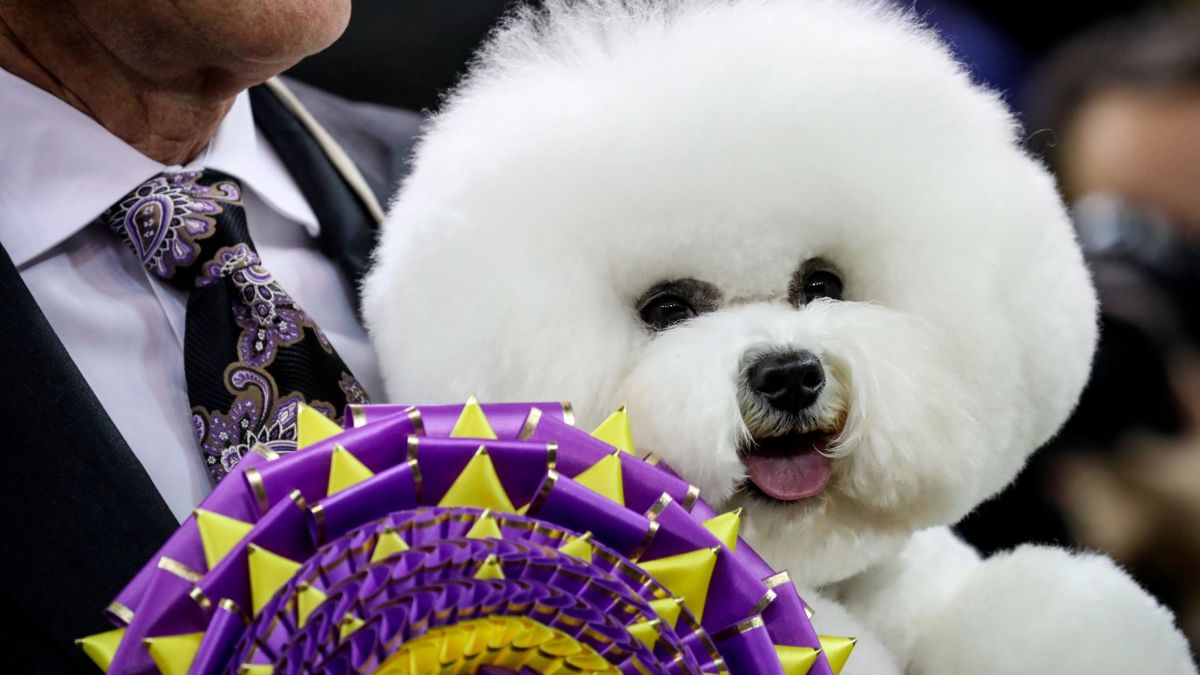 Westminster Dog Show 2021 Best In Show Westminster Dog Show Fast Facts   CNN