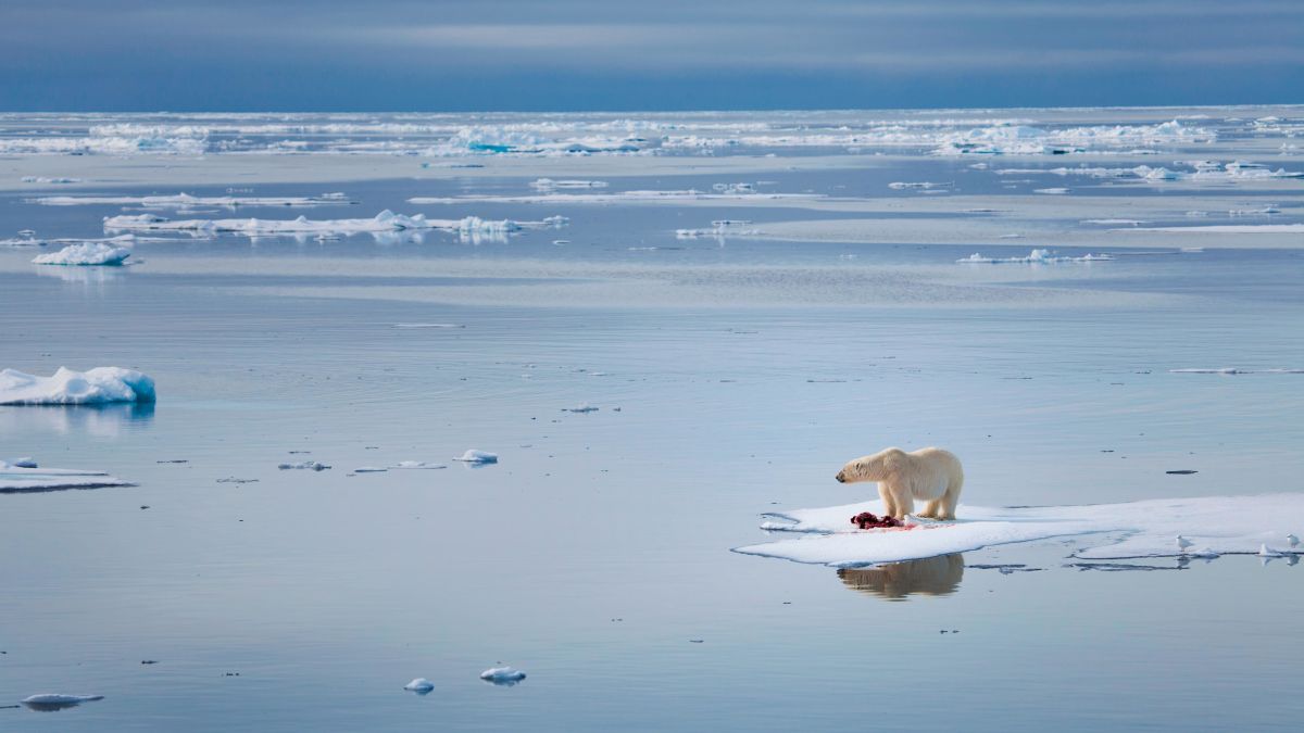 15 polar bears to get you through the (not quite) polar vortex