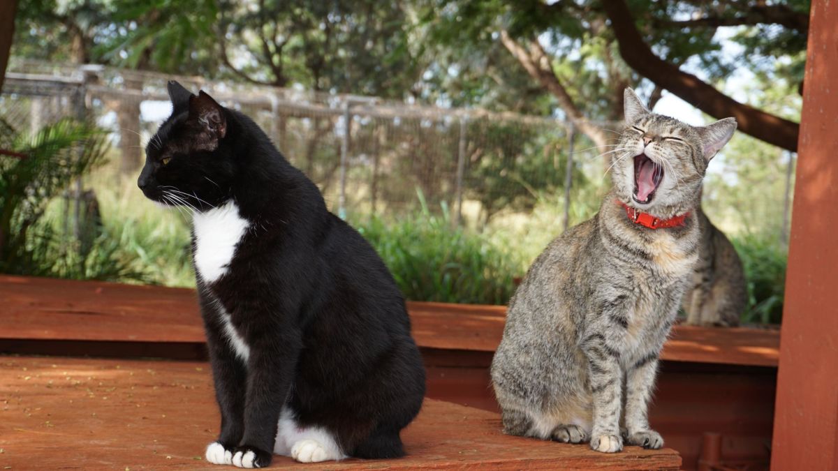 600-cat sanctuary in Hawaii you can visit | CNN