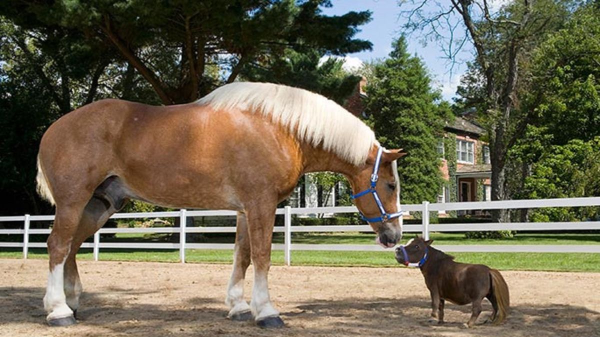 Meet Big Jake And Thumbelina The Tallest And Smallest Horse In The World Cnn