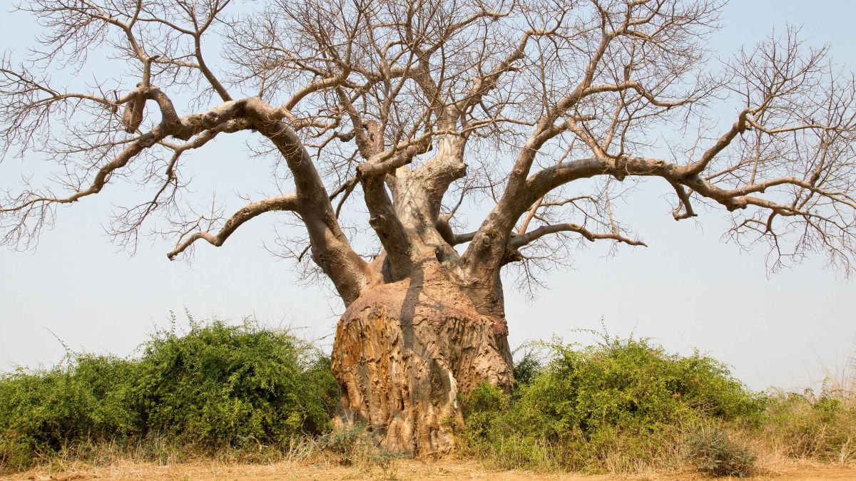 Baobab Tree Deaths Linked To Climate Change