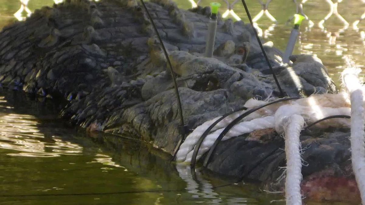 Capturan a enorme cocodrilo de 600 kilogramos en Australia - CNN Video