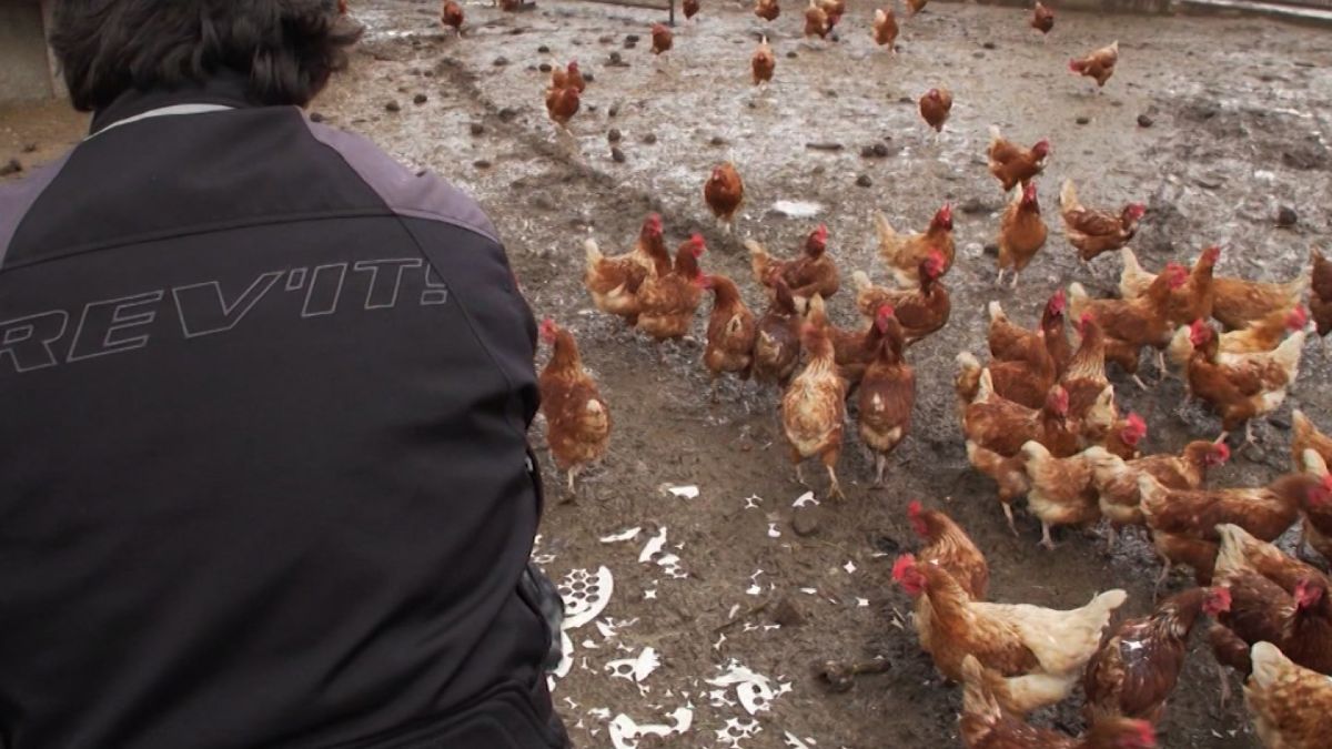 Backyard Chickens And These Dog Treats Are Still Making People
