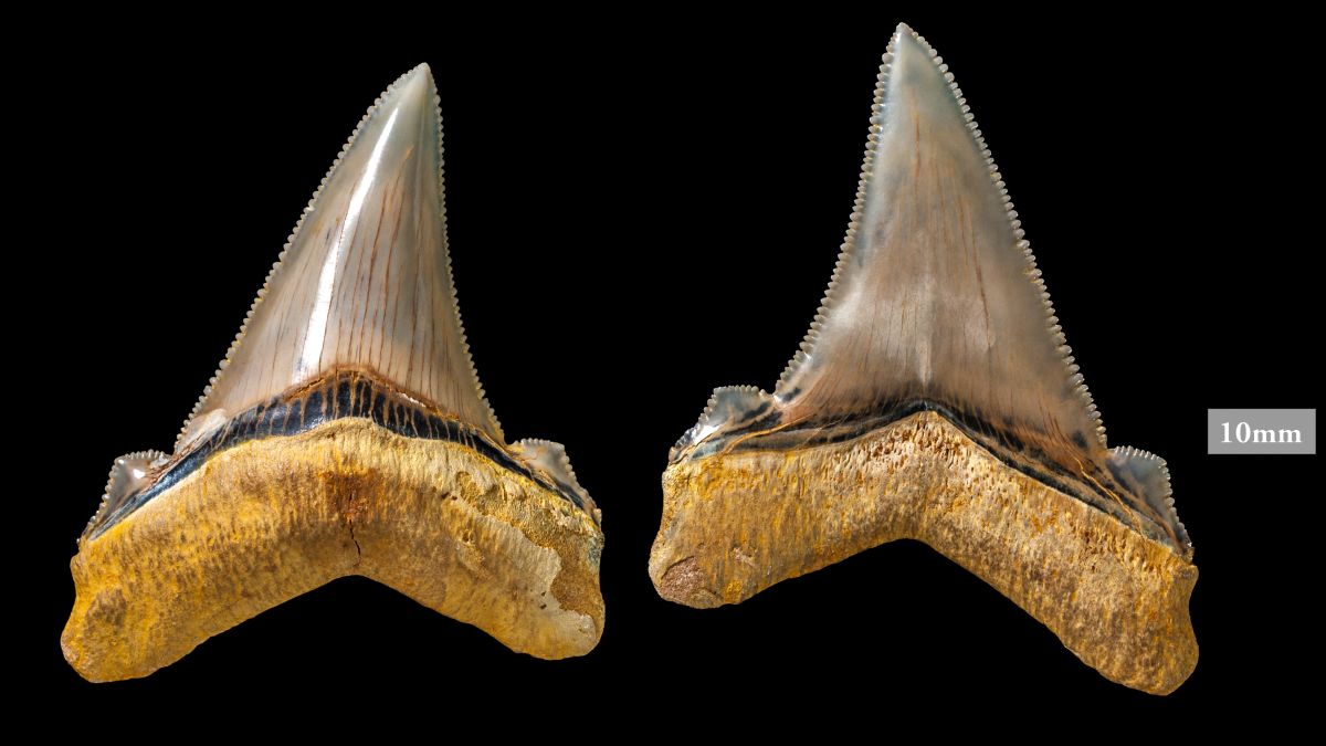 Maryland 9-year-old finds rare ancient shark tooth Christmas Day : NPR