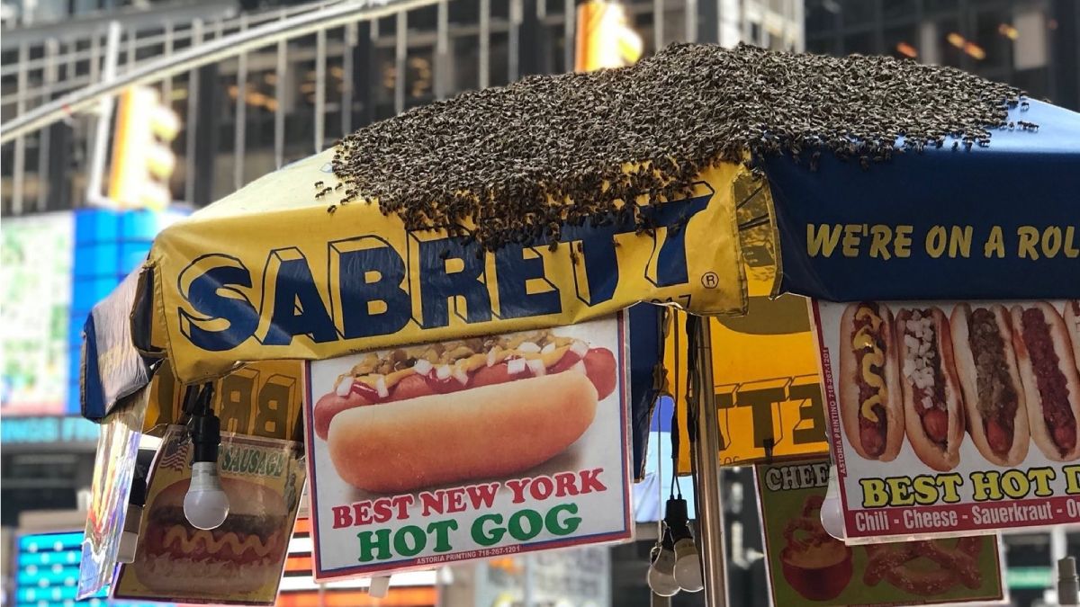 Bees Swarm Hot Dog Stand In Times Square Cnn