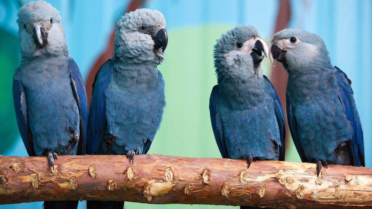 blue parakeet bird