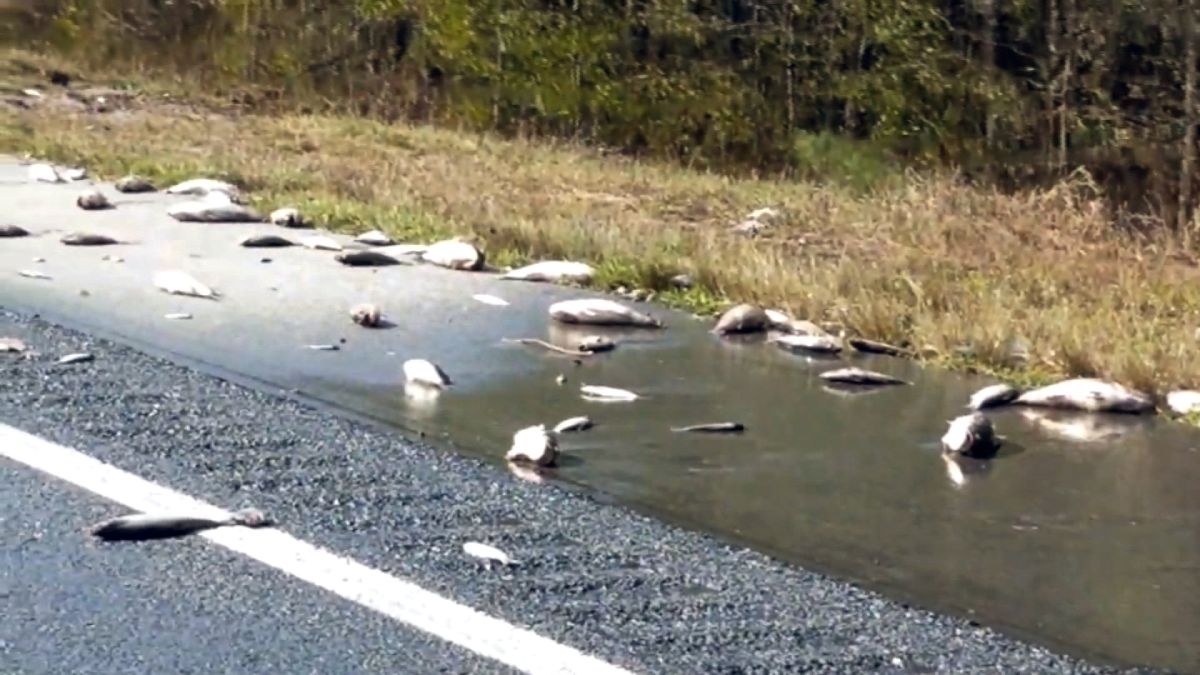 Hundreds of fish stranded on I-40 after Hurricane Florence floodwaters  recede