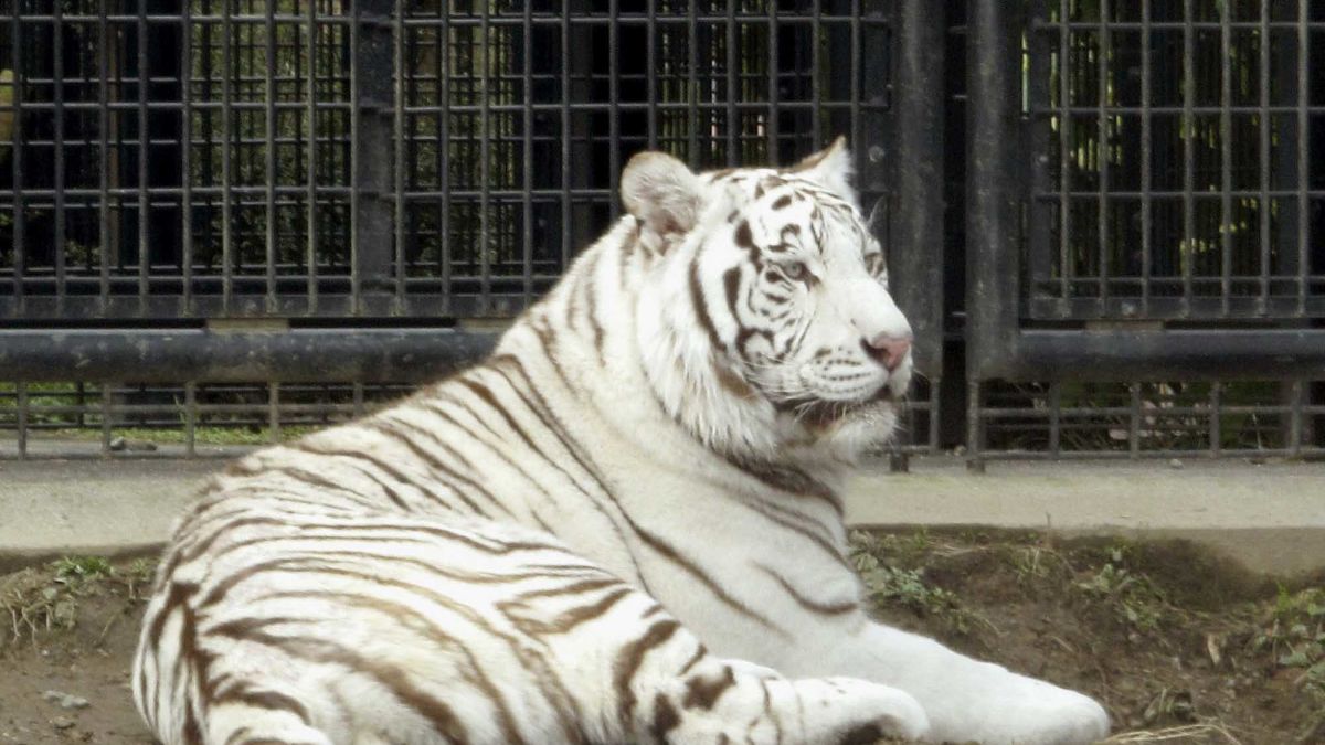 PHOTOS: Rare white tigers make zoo debut in Japan