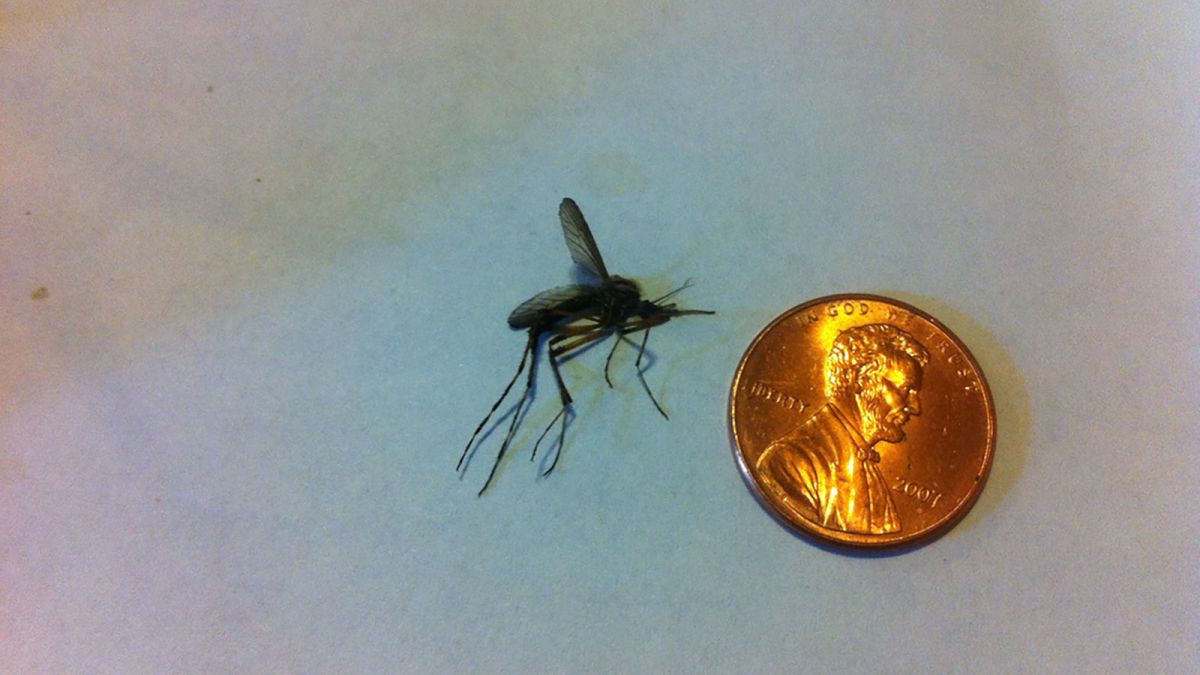 Giant Mosquitoes Emerge In North Carolina Post Florence Cnn