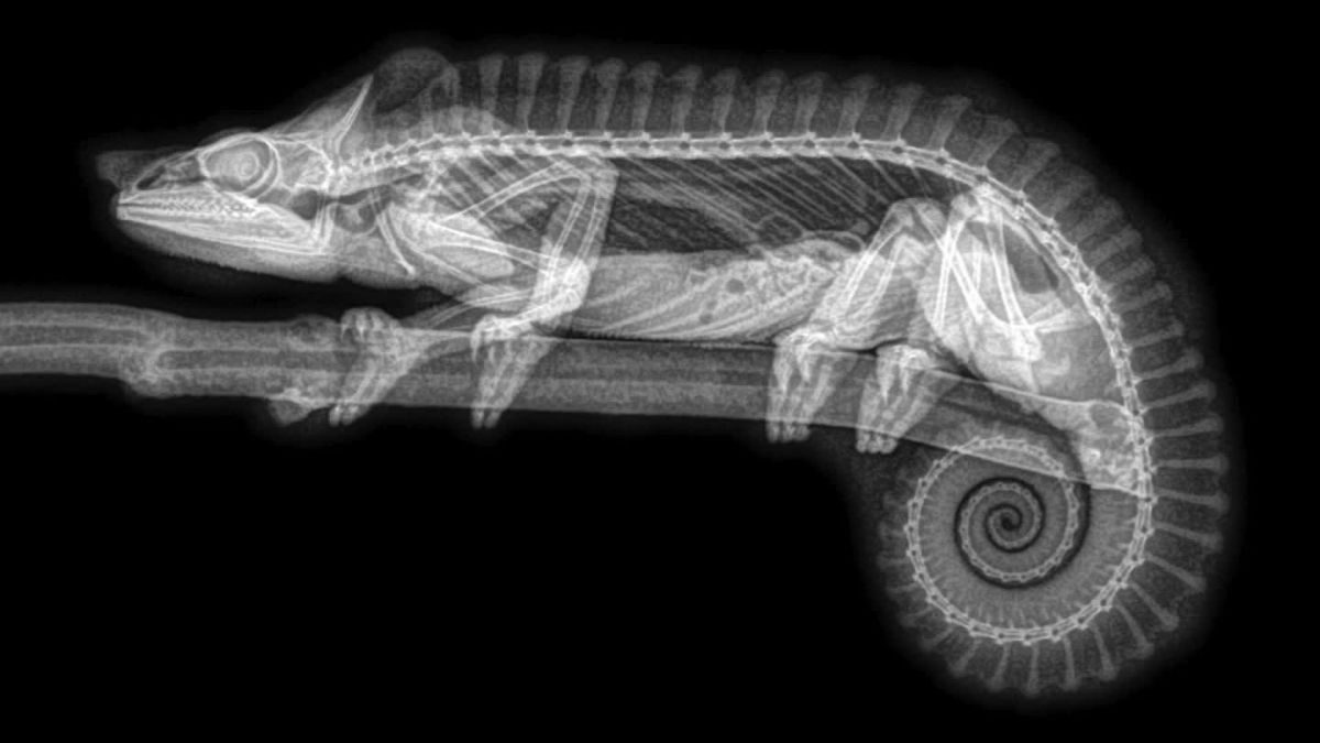 Www Xzoovideos - X-rays provide creepy new views of zoo animals | CNN