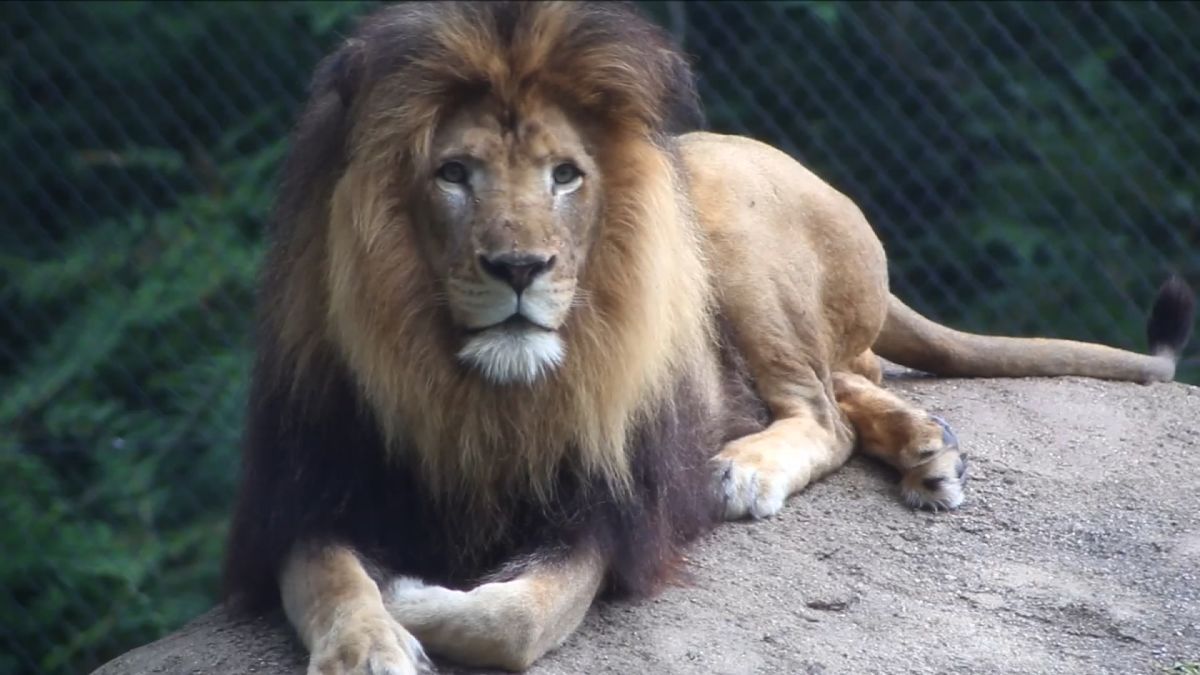 Lion kills lioness: Dallas zoo lion shocks trainers 