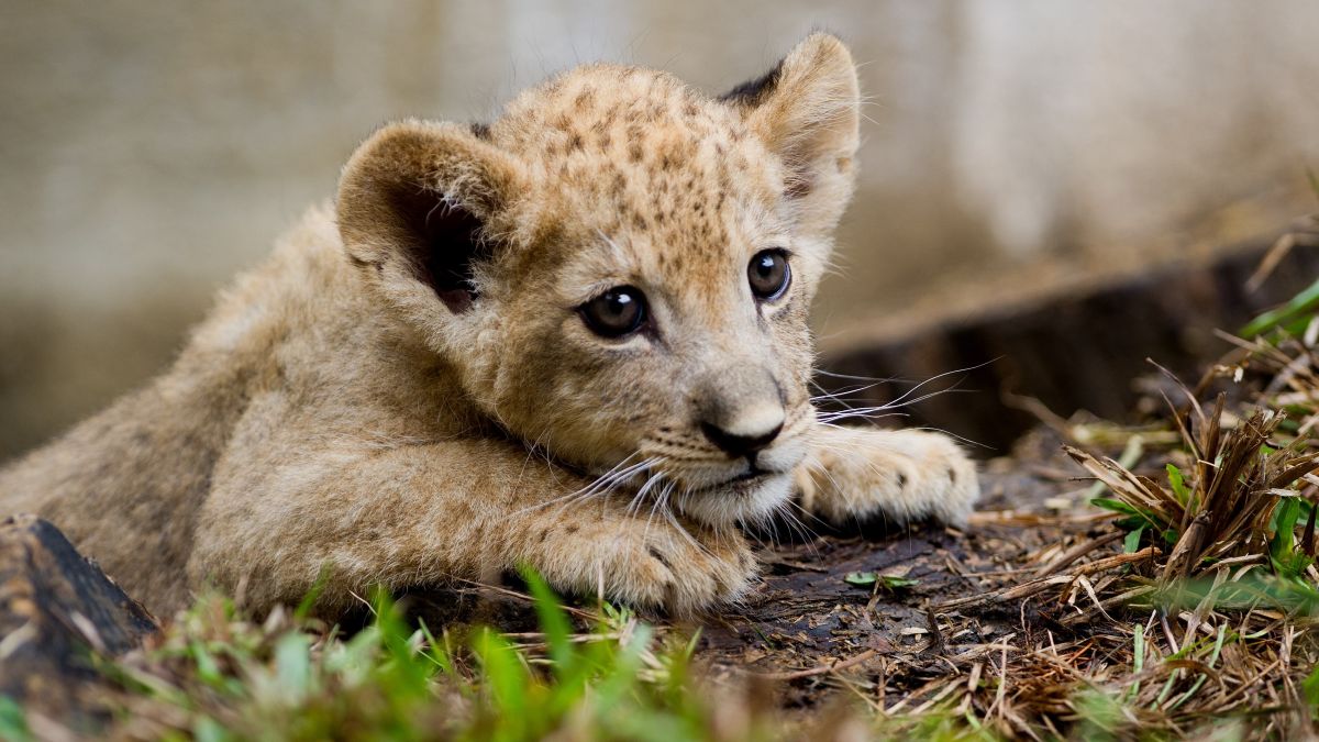 Download Lion Cub Found In Apartment In Paris France Cnn