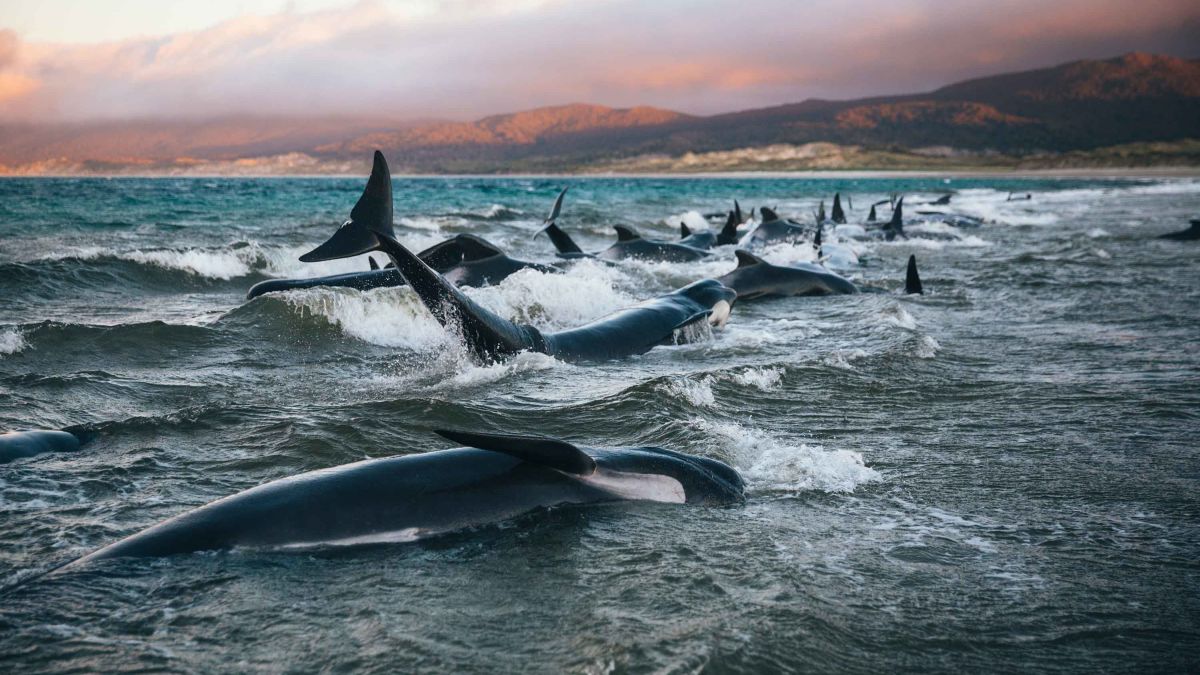 Hundreds of whales beached on New Zealand islands - ABC News