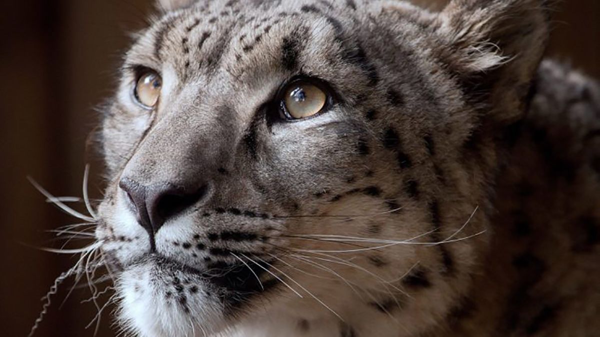 Big cats on the roof of the world: Protecting Asia's elusive snow leopards