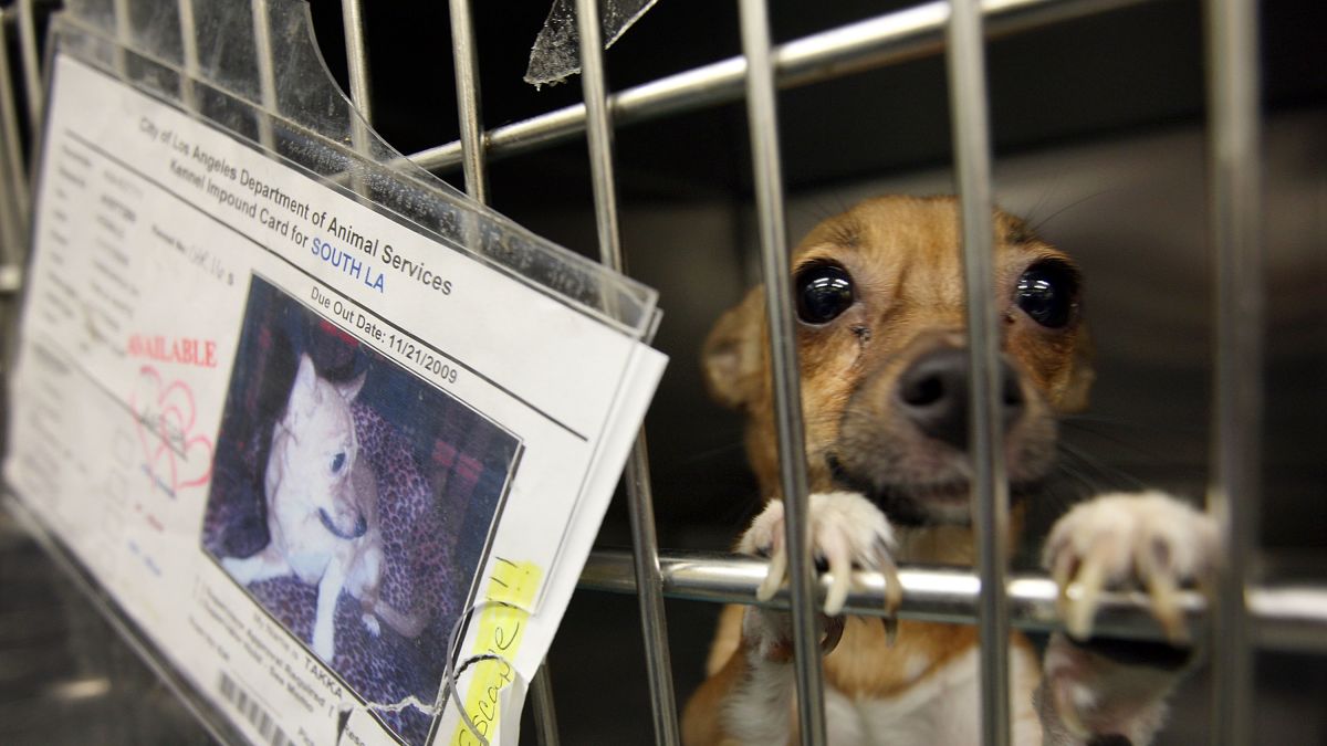 California limits pet store sales of cats, dogs and rabbits to rescue or shelter  animals only | CNN