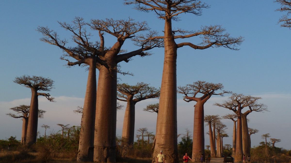 Ancient Baobab Trees In Southern Africa Are Dying Scientists Blame Suspect Change