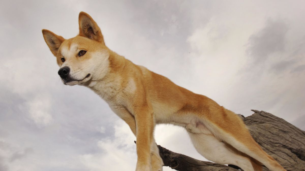 dingo dog