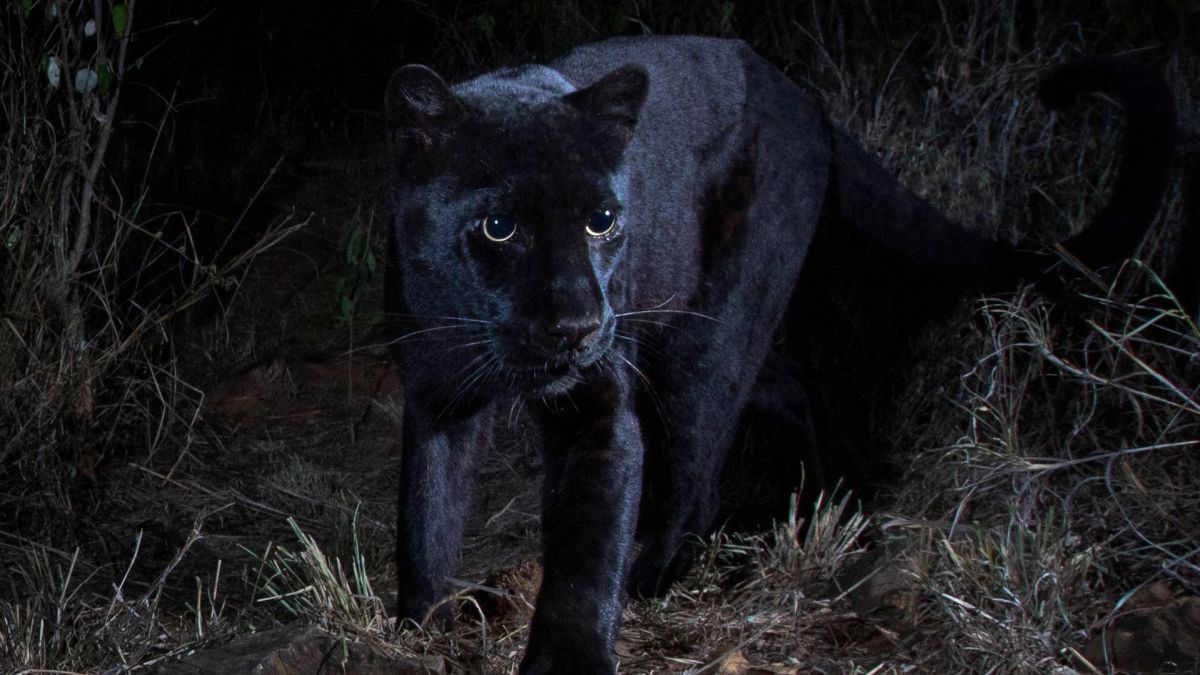 Image result for black leopard