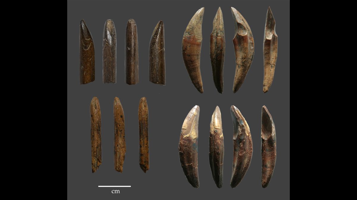 Early humans used prehistoric tool to chop bones, eat the marrow: Israeli  study