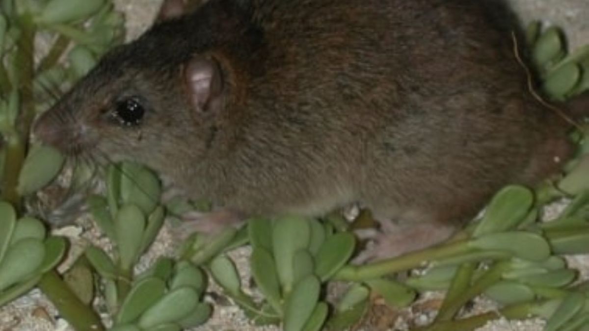 Australian Mammal Becomes First To Go Extinct Due To Climate Change Cnn