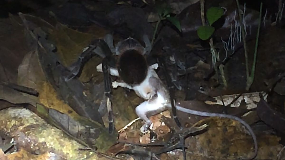 Huge spider eats an opossum. Scientists excited by find. | CNN