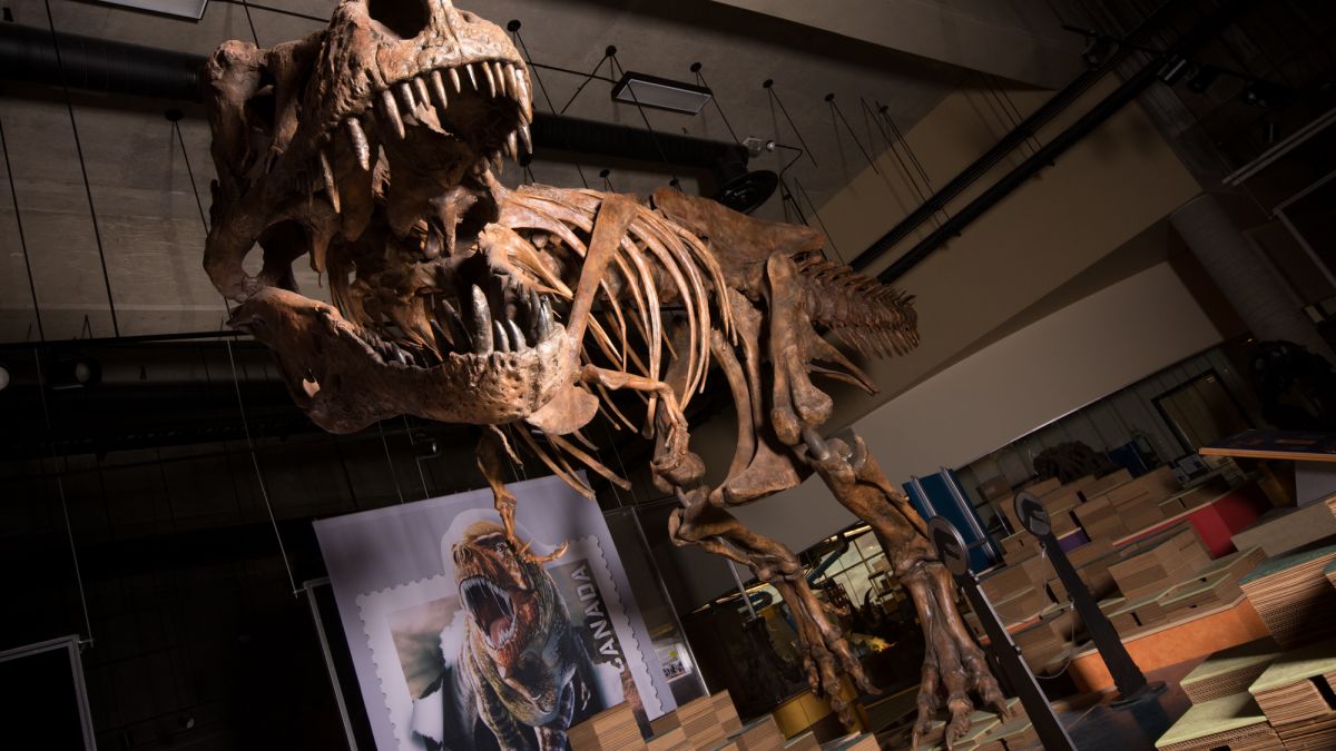 STAN Tyrannosaurus rex™ Skeleton – Display Replica – Black Hills Institute