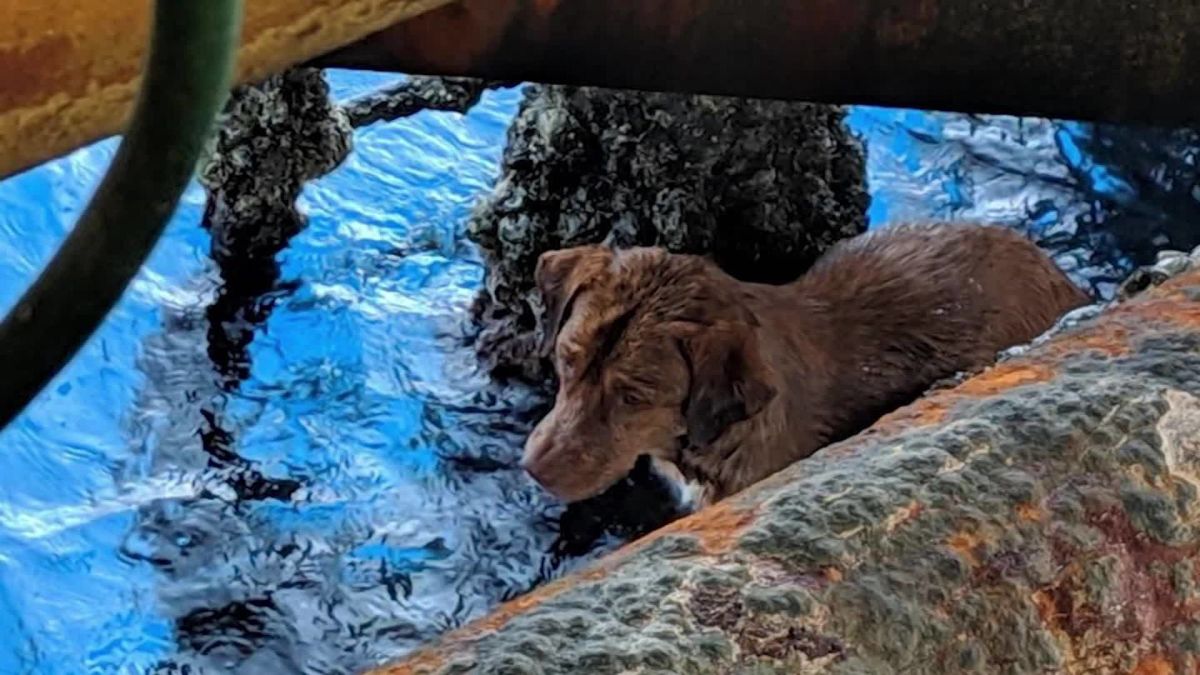 UPDATE: Dog that survived months with Australian sailor at sea has new home  with captain - Pet Rescue Report