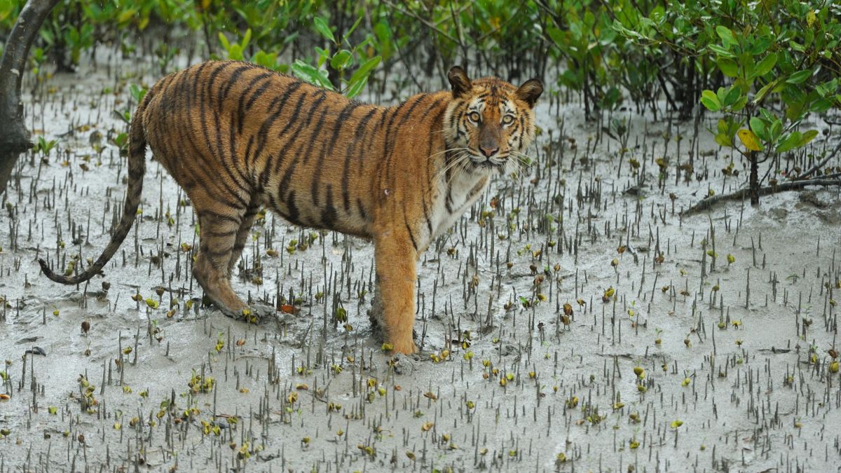 Bengal tigers: unsung heroes of the Sundarbans Mangroves