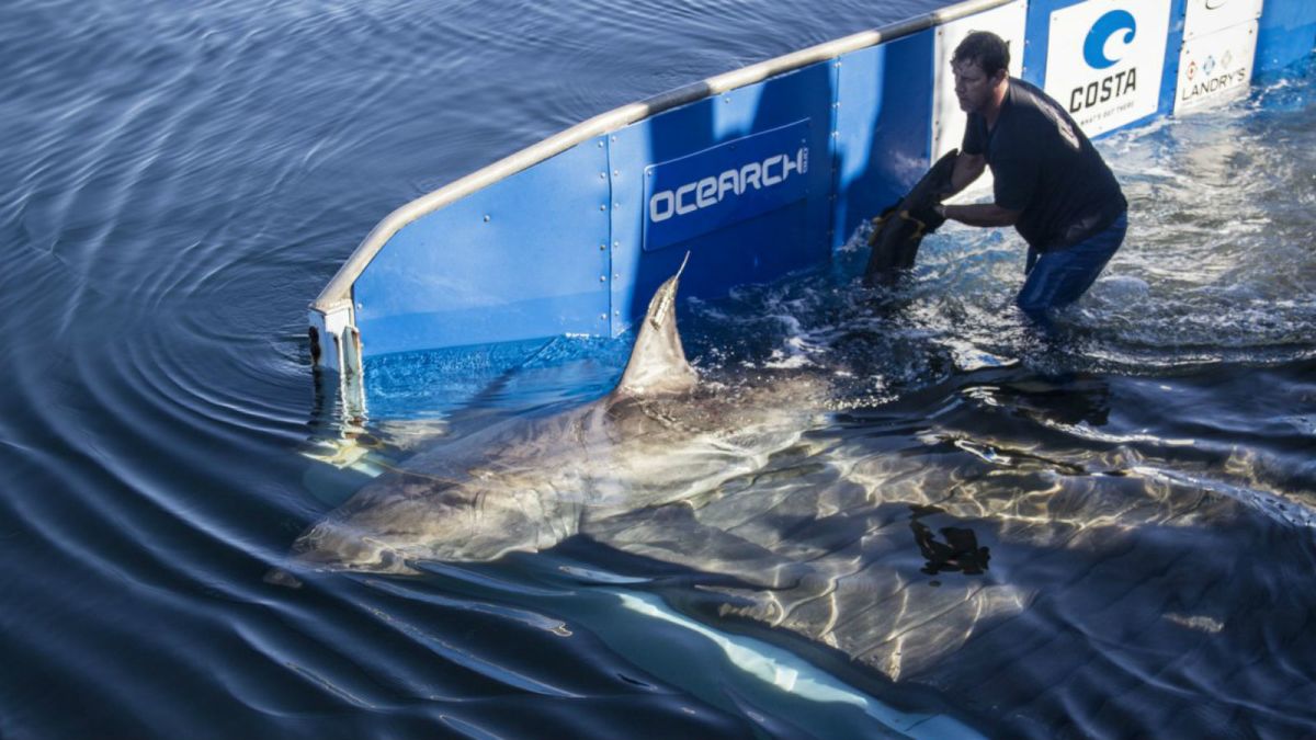 OCEARCH - #ExpeditionNY: 4ft 79lbs female white shark pup
