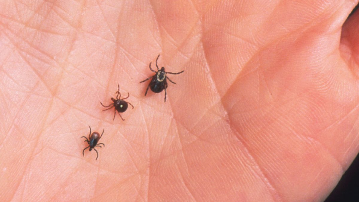 The Lone Star Tick Could Soon Be Colonizing A Backyard Near You Cnn