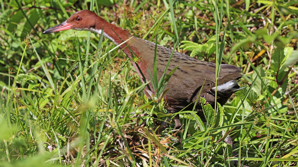 Extinct species of bird came back from the dead, scientists find | CNN