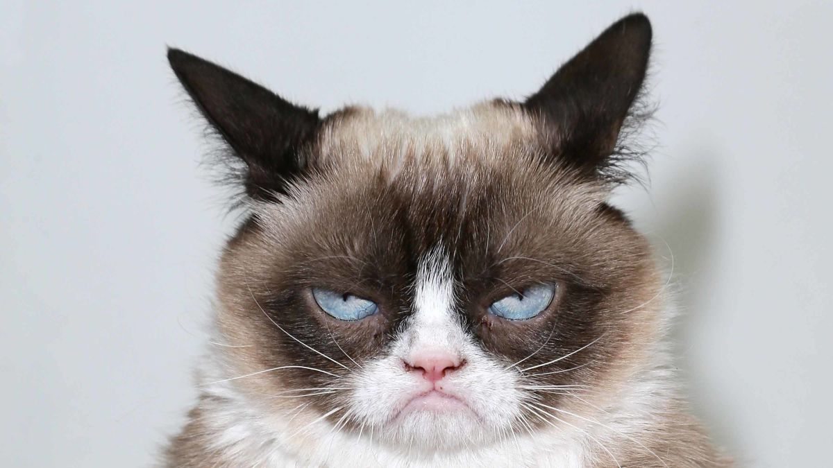 Grumpy Cat, the internet's most famous cat, dead at 7 - CNN