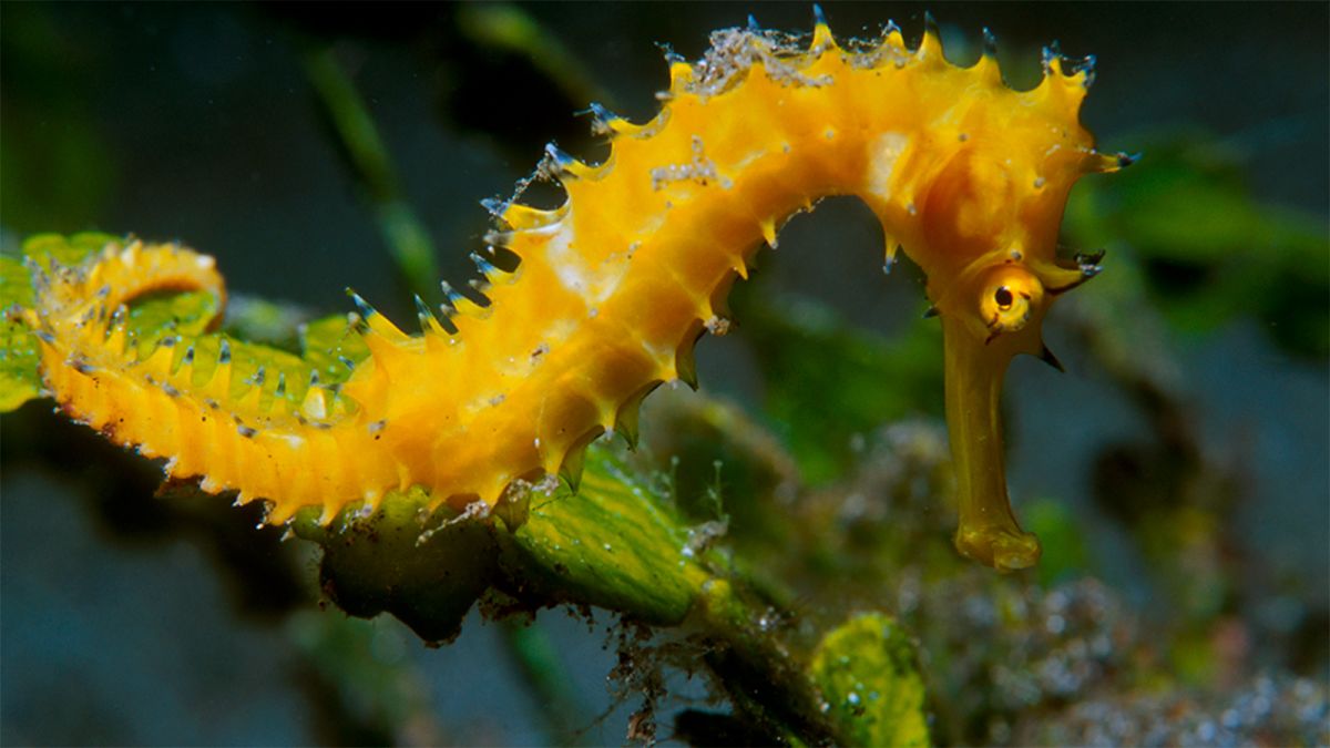 Used as a natural Viagra in Chinese medicine, seahorse numbers are