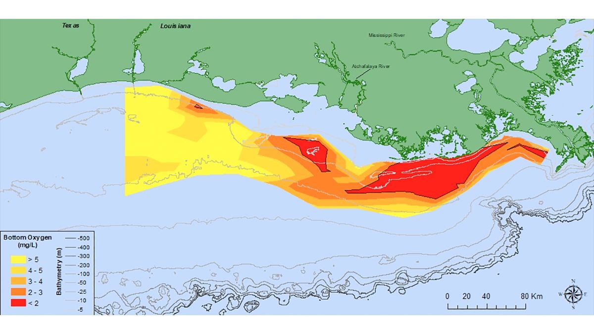 bandage Idol buffet The Gulf could see one of the largest dead zones in history this year | CNN