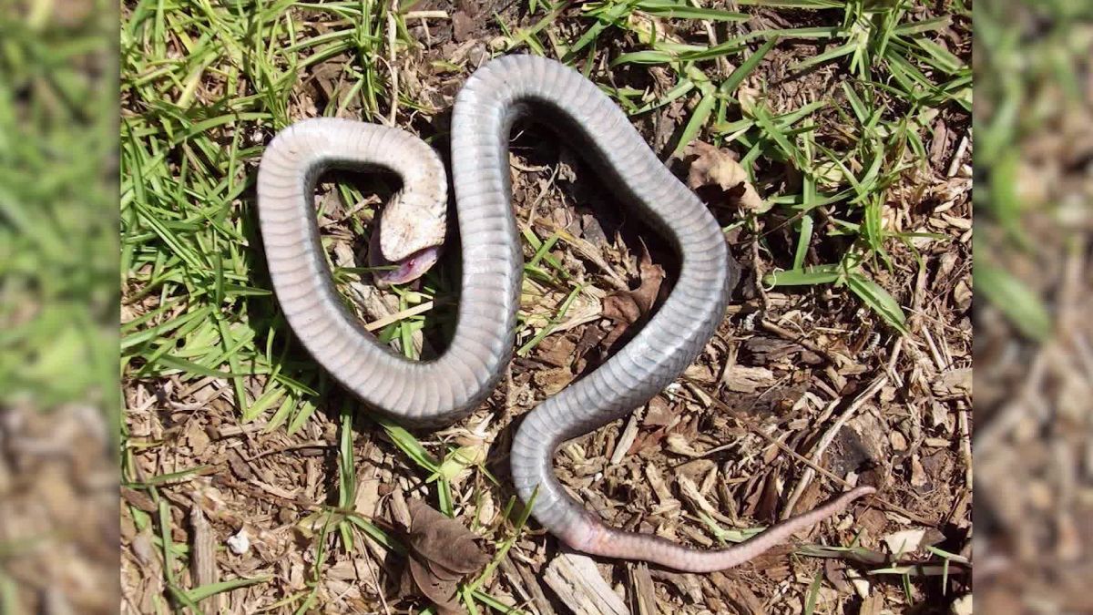 Baby hognose snake plays dead so well, baby