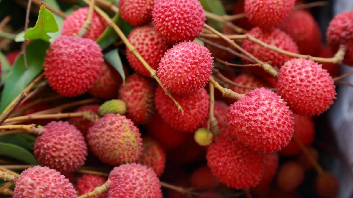 Brain disease linked to lychee toxins kills 47 children in India | CNN