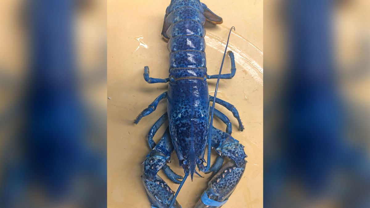 Massachusetts Restaurant Finds Rare Blue Lobster In Shipment Plans To Donate To Aquarium Cnn