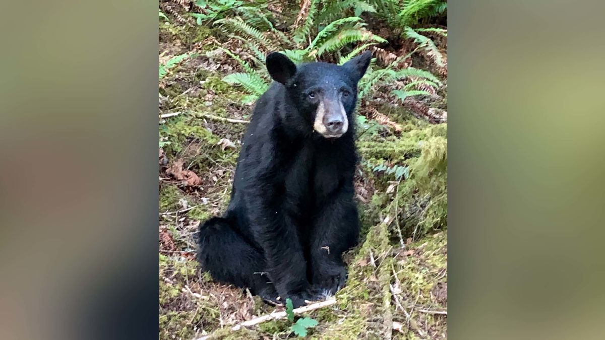 Black Bears