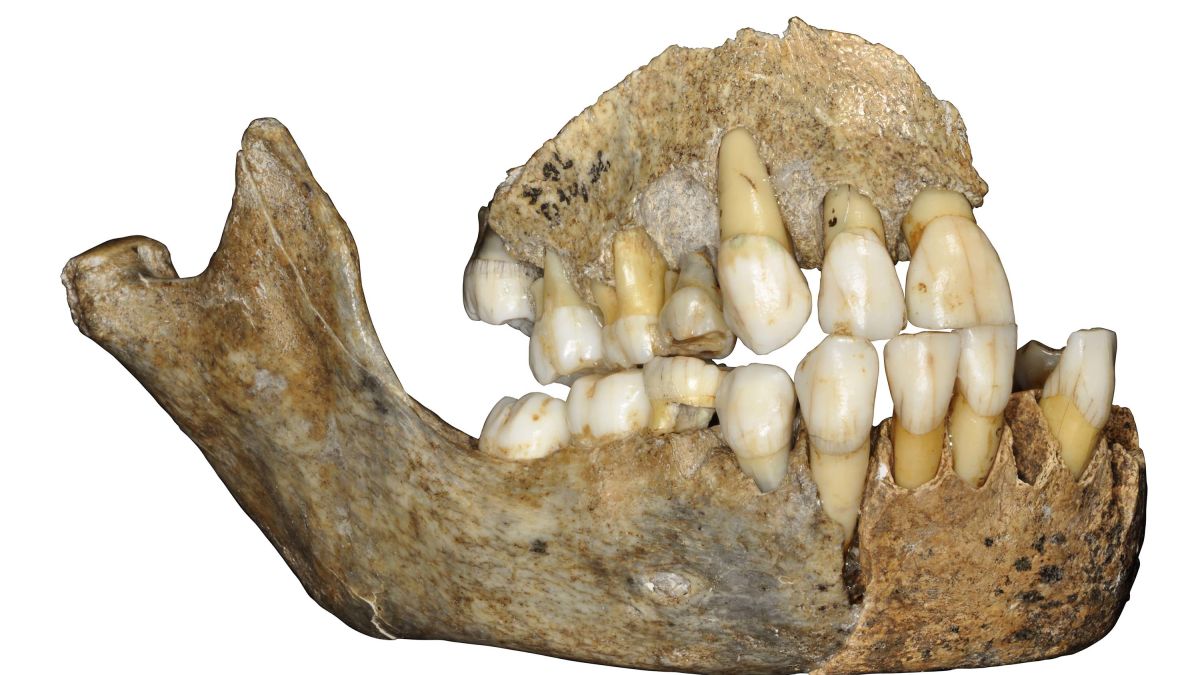 Unprecedented' fossil skull reveals face of human ancestor