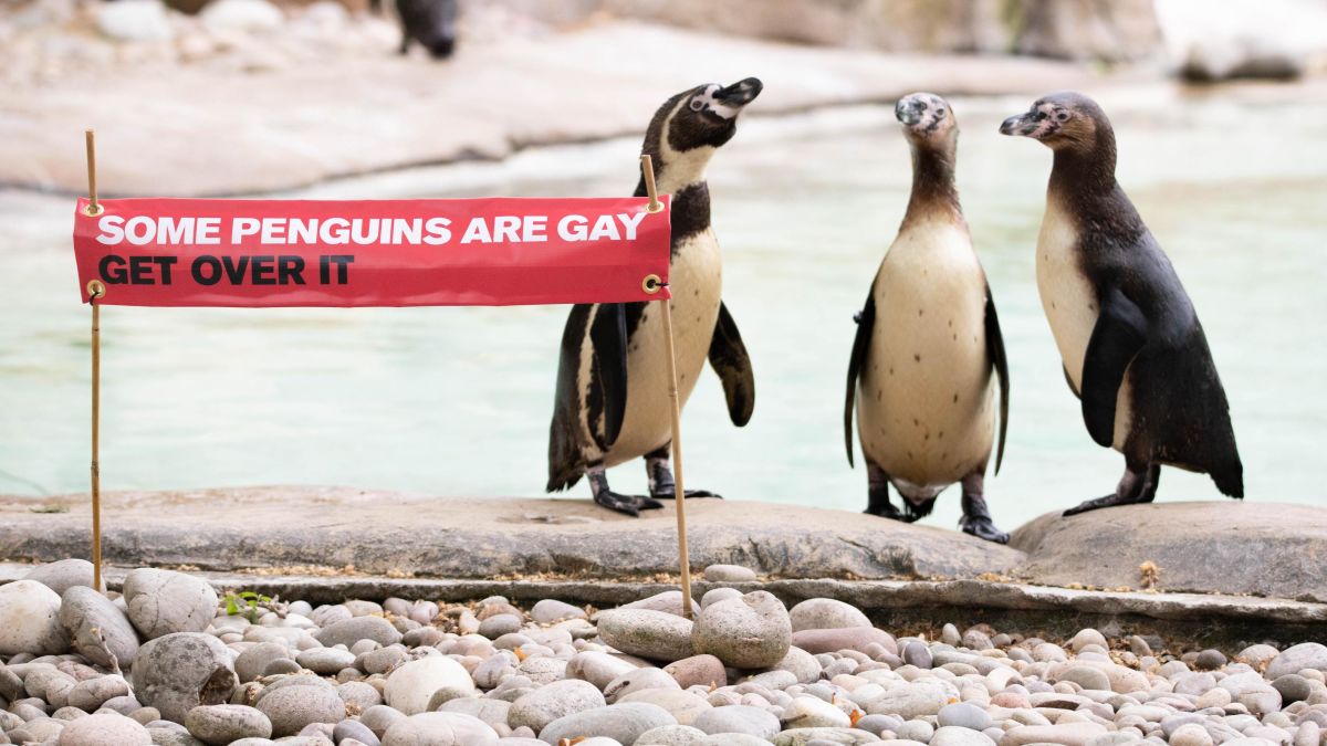 The London Zoo is celebrating Pride month in honor of its gay