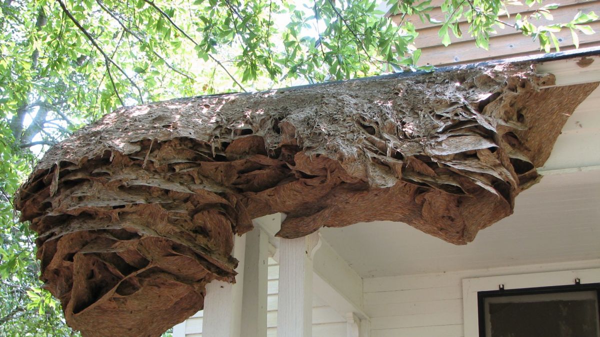Massive Wasp Nests As Big As A Car Are Appearing In Alabama Again Cnn