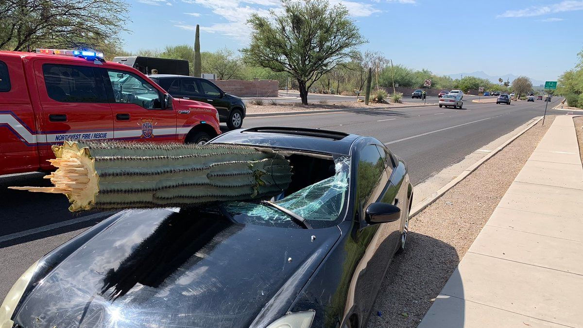 A Drunk Man Drove Into A Giant Saguaro Cactus In Where Else Arizona Cnn